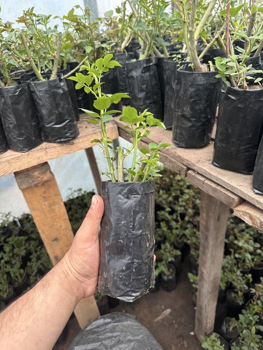 Продам куставые розы в разных цветах