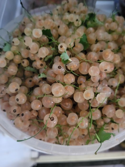 Продам белая смородина