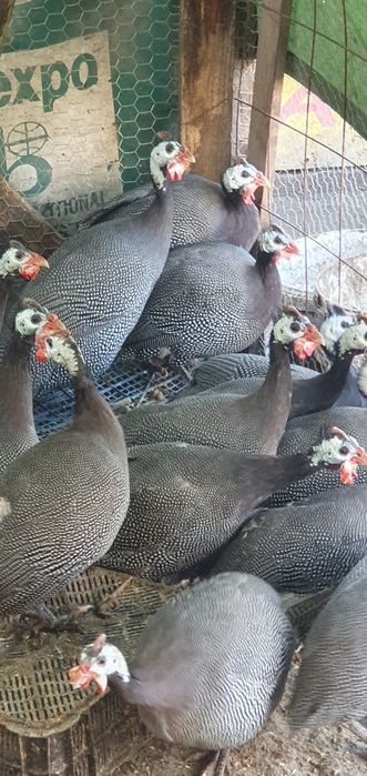 Pasari Bibilica de vanzare