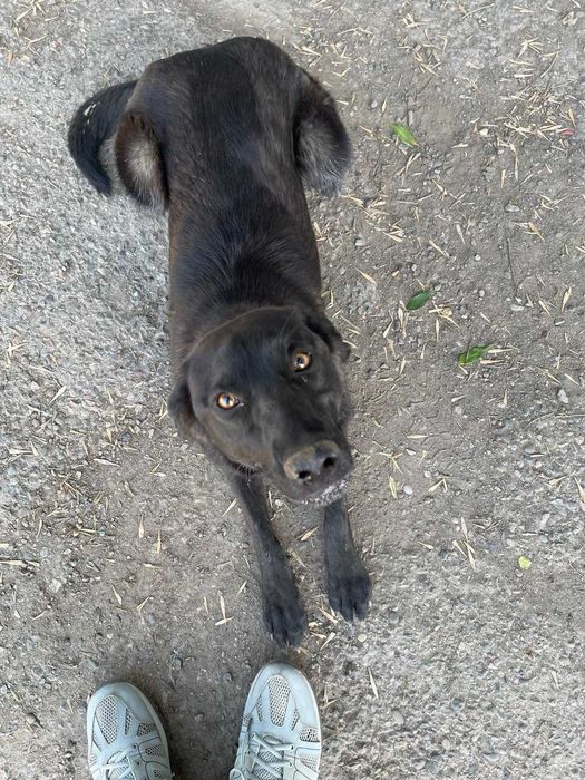 Пристраивается собака в добрые руки ( ТОЛЬКО ОТВЕТСТВЕННЫМ )