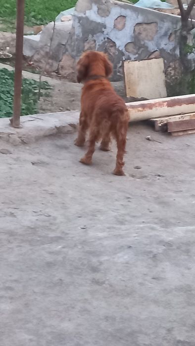 Angleski spanel ovchi urğochi