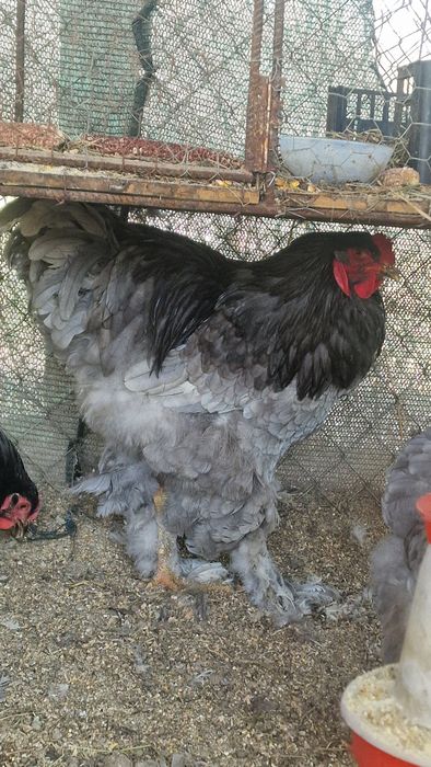 Brahma Albastru si Hd oua