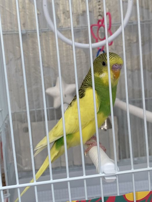 Продам попугая с клеткой очень дёшево