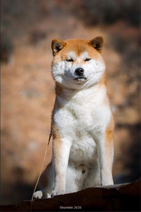 Щенки Сиба ину