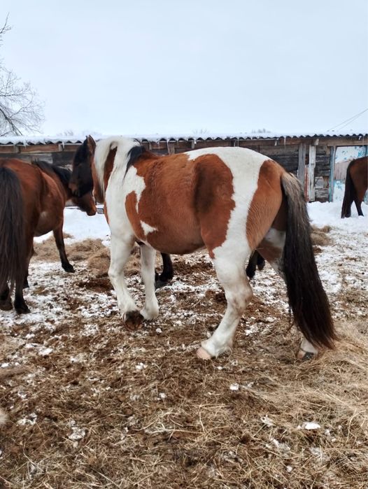 2019 жылғы Полутяж Айғыр сатылады