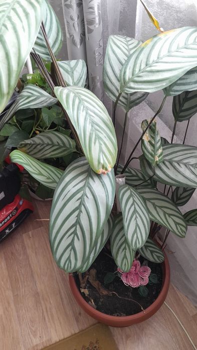 Продам цветы  писать в личку