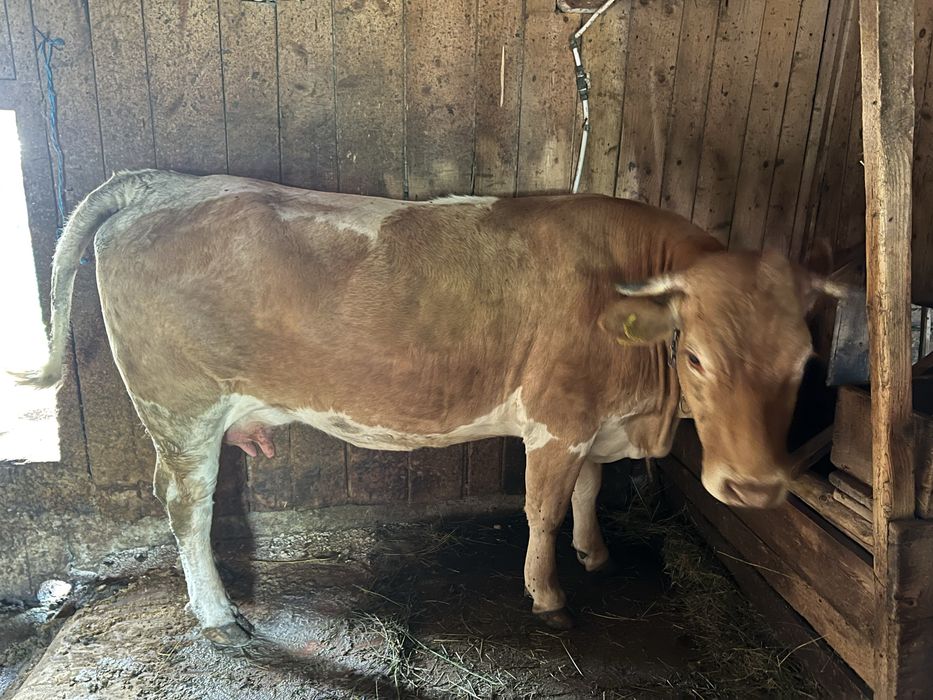 Vand vaca/juninca la prima fatare cu vitel
