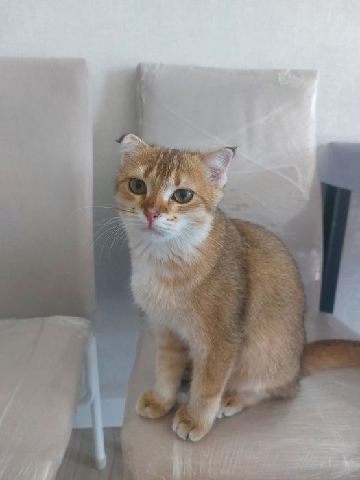 Продаётся кошка пародистый