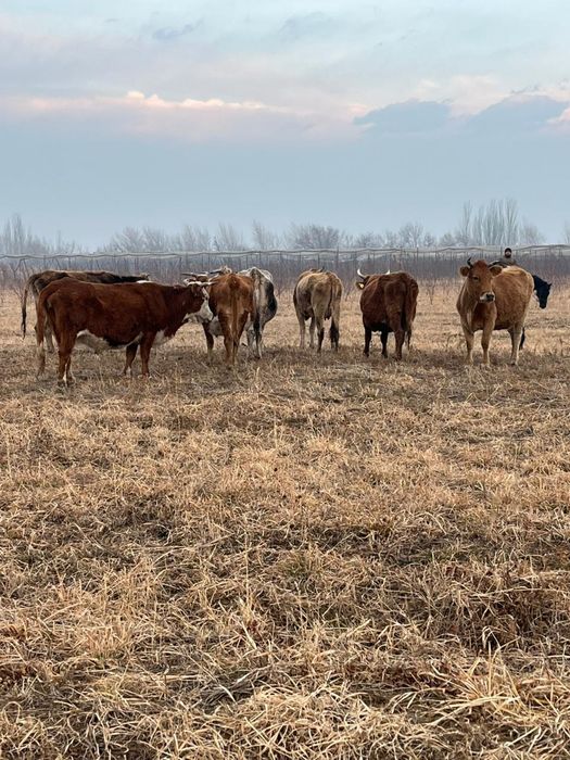 Быки телята скот