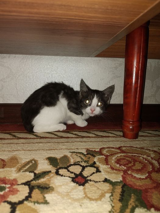 Кот 5-4 месяцев ждёт вас