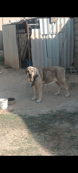 Ит жолығады суйыншысы бар