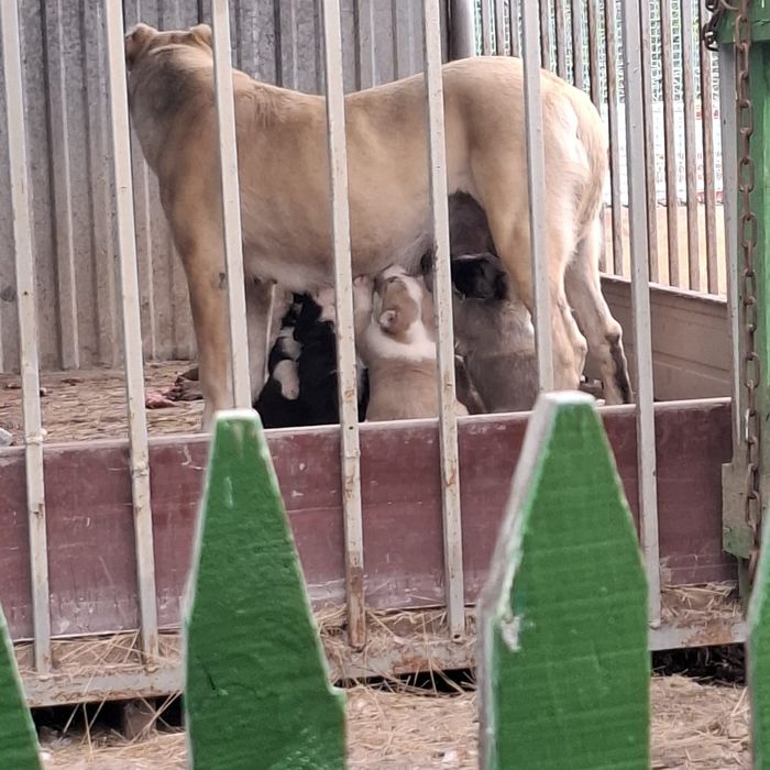 Продам щенков алабая