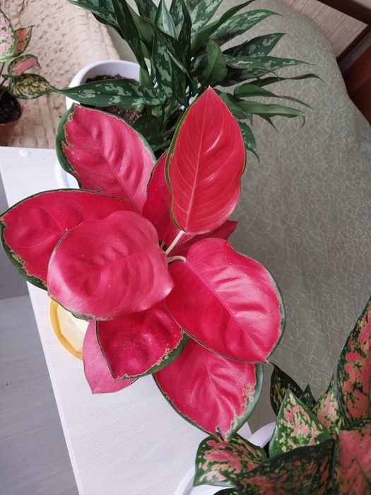 Аглаонема. Пересадки не требует