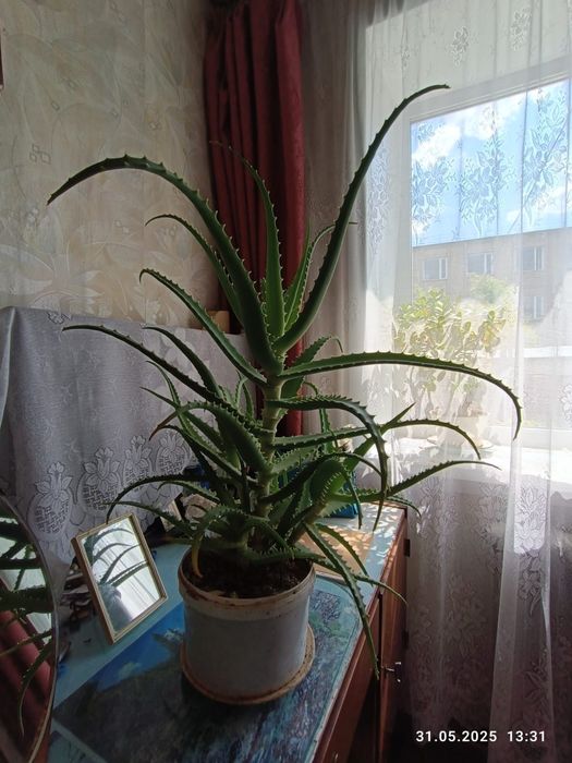 Продам алоэ вера