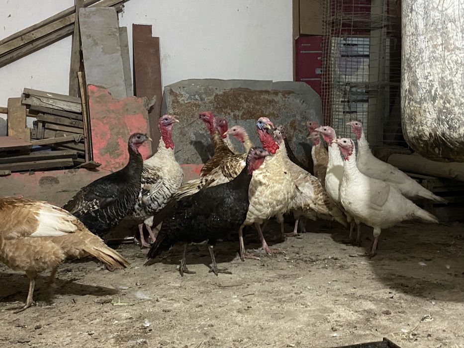 19 та куркалар сотилади