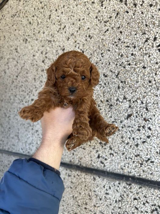 Той Пуделчета мини мини