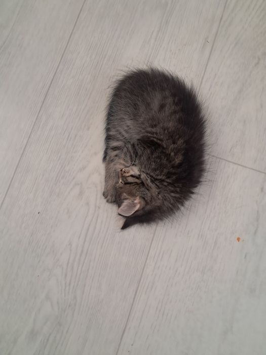 Отдам котят веслоушек