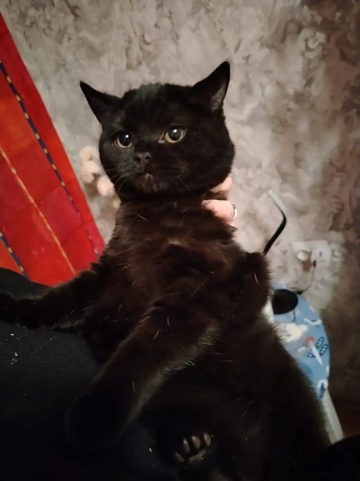 Кудрявые Селкирк рекс котята