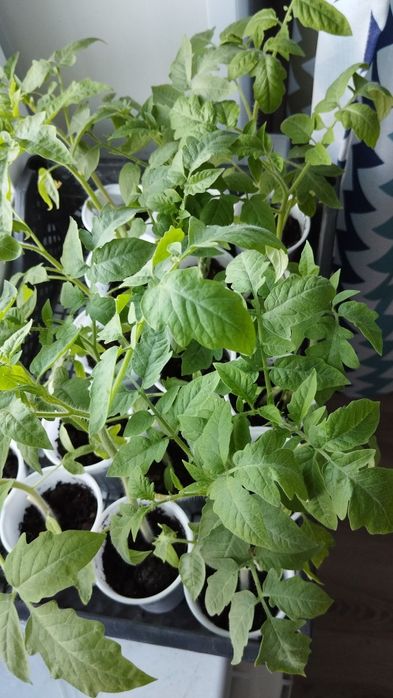 Продам рассаду 70 тнг.