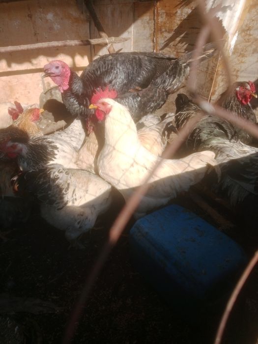 Продам петух продам