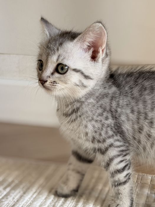 Кошка, котенок, скоттиш-страйт,  шотландец прямоухий