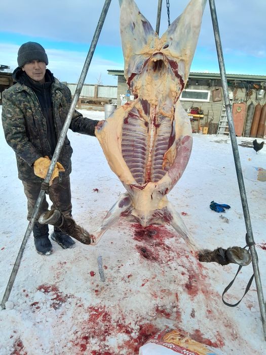 Продается жирный лошадь 2 елі