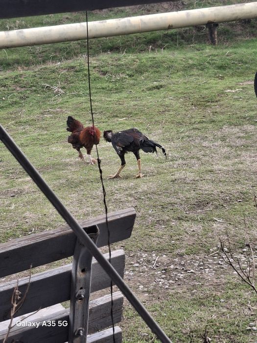 Тауык пен ҚОРАЗ бәрі  сатылады