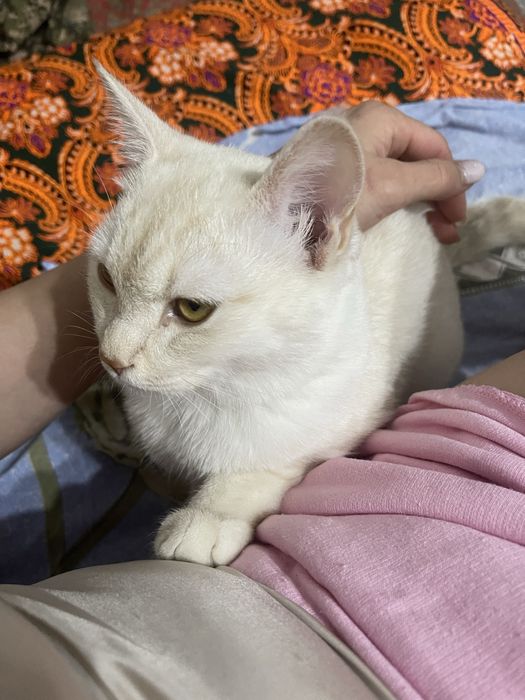Отдам бесплатно в хорошие руки