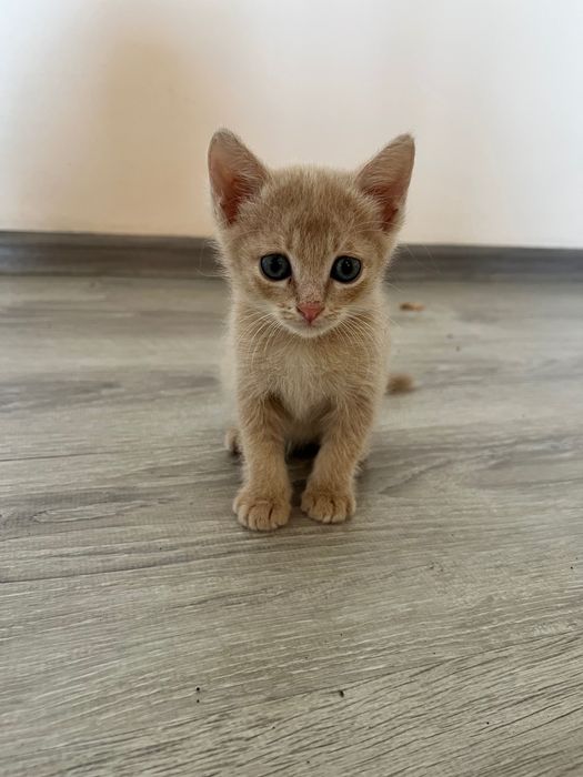 Отдам котенков в добрые руки