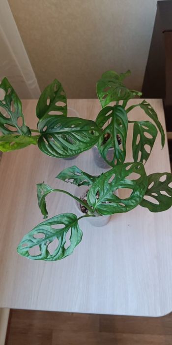 Монстера Адансони Минт