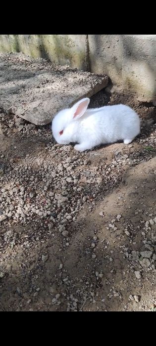 Quyon bolari narxi 50000 ming xar xil rang talnap olasizlartel:+998 99