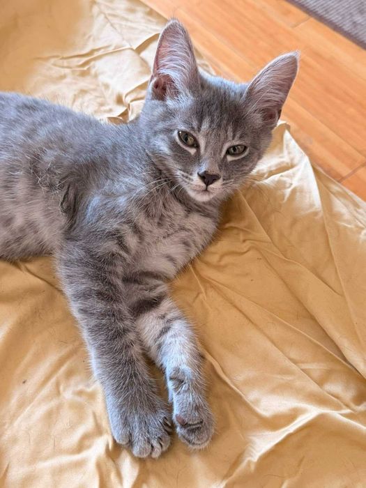 Серенький котёнок