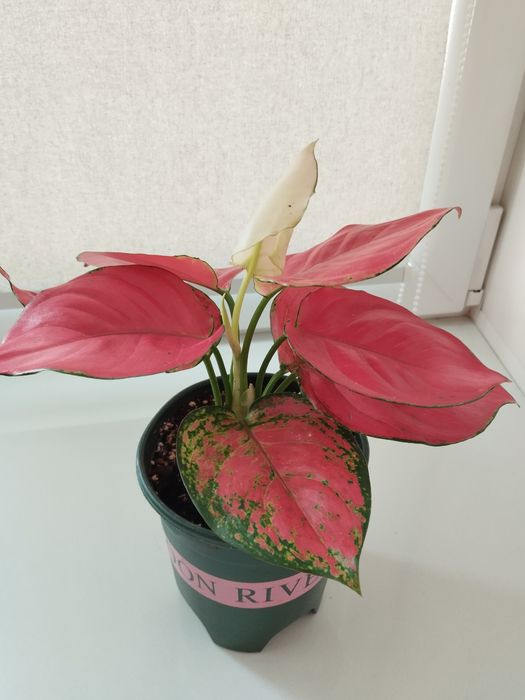 Продам Аглаонему.