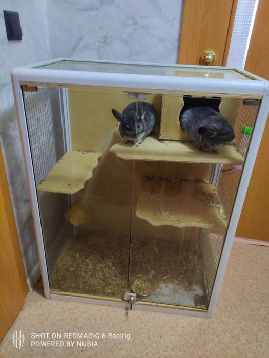Продам шиншил с клеткой