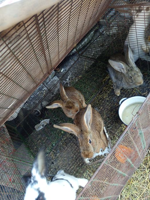 Продаются гусята