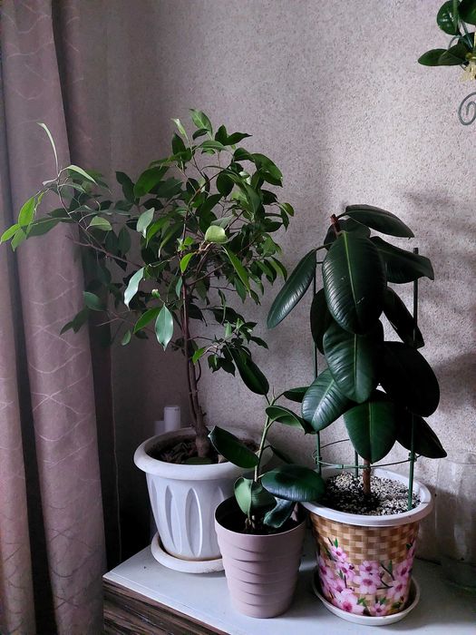 Комнатные растения