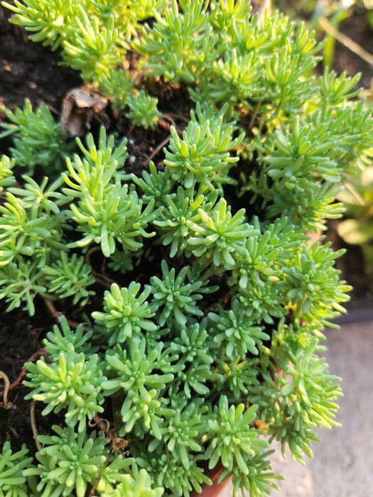 Цветя за градина и саксия