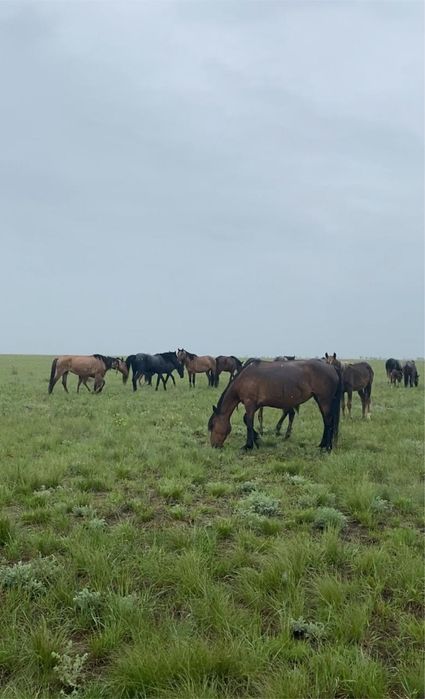 Продам Кобылу с жеребенком,
