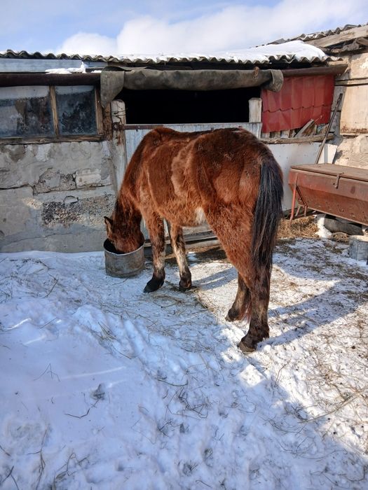 Айғыр,бие,жылқылар сатылады Жеребец