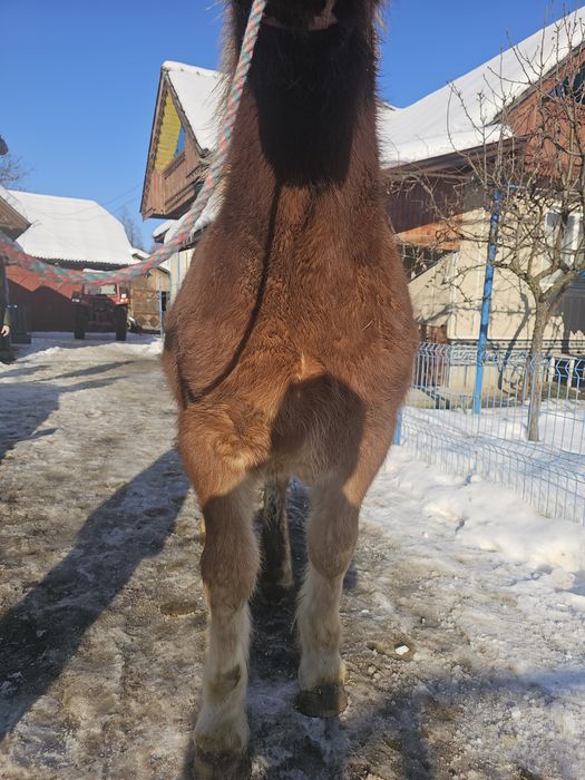 Vând mânz de 7 luni mai multe detalii în privat!