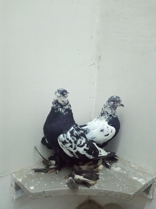 Продажа распарованных пар сочих самка и самец