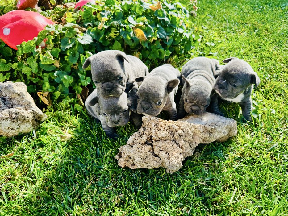 Френски Булдог Blue