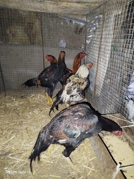 Kulangi xo'roz jujalar