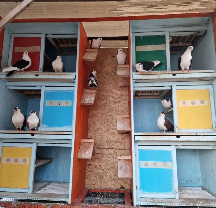 Porumbei jucători de galati