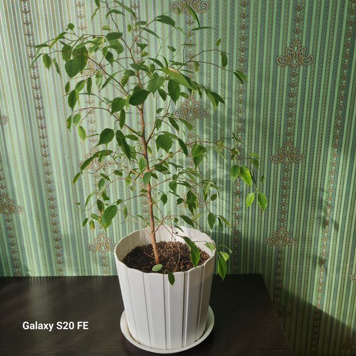 Декоративные комнатные цветы