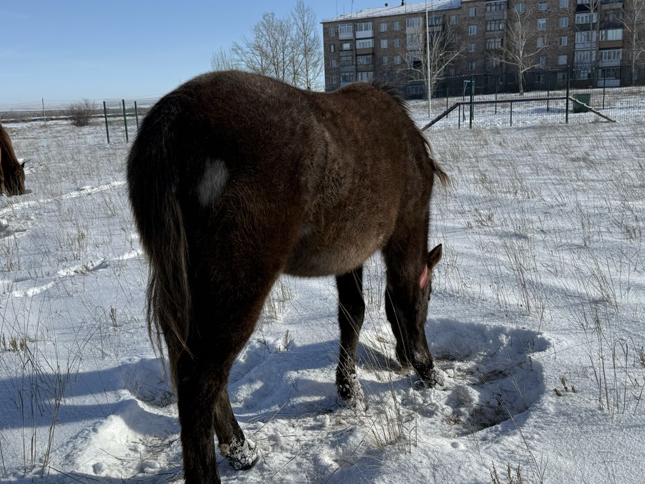 Жуас биелер сатылады