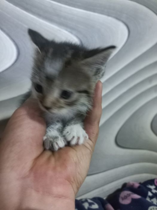 Отдам котят бесплатно