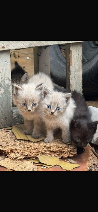 Котята