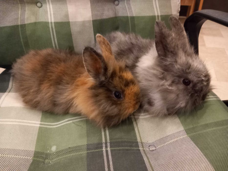 Iepure Mini Toys Iepure de Companie