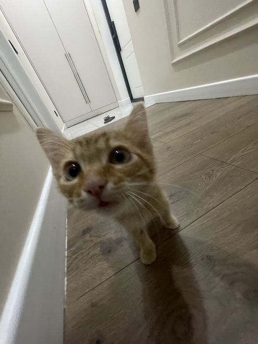 Котенок 2 месяца